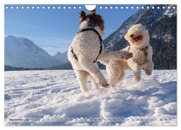 Produktbild: Lagotto Romagnolo Tanzende Tr&uuml;ffelnasen (Wandkalender 2026 DIN A4 quer), CALVENDO Monatskalender