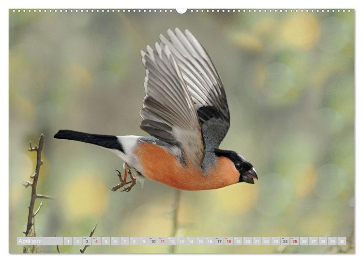 Produktbild: Flugk&uuml;nstler in luftiger H&ouml;he - Heimische Singv&ouml;gel im Flug (Wandkalender 2027 DIN A2 quer), CALVENDO Monatskalender