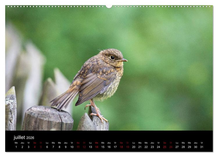 Produktbild: Mon ami le rouge-gorge (Calendrier mural 2026 DIN A2 vertical) calendrier de bureau