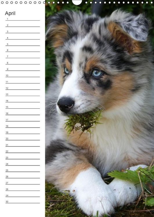 Produktbild: Der Aussie - Geburtstagskalender (Wandkalender immerw&auml;hrend DIN A3 hoch)