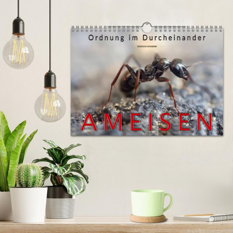 Produktbild: Ameisen - Ordnung im Durcheinander (Wandkalender 2026 DIN A4 quer), CALVENDO Monatskalender