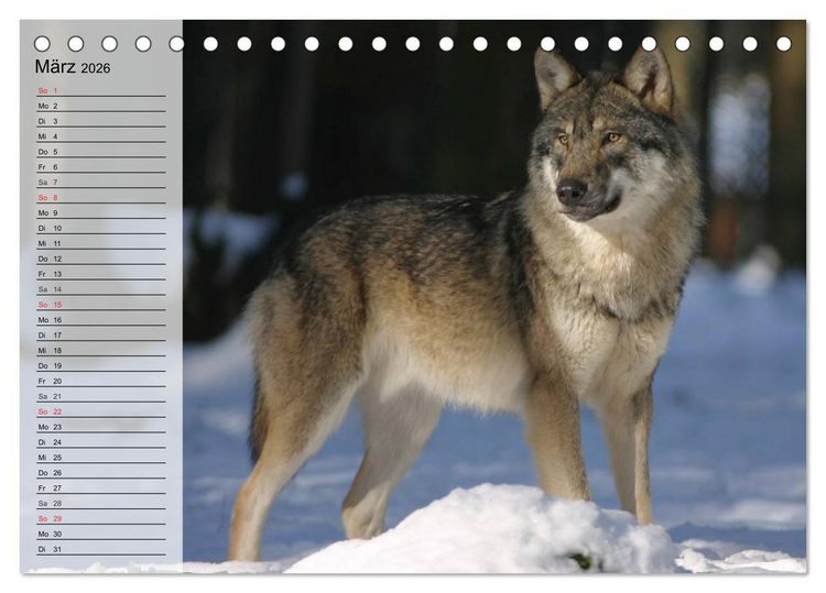 Produktbild: W&ouml;lfe. Graue Eminenzen (Tischkalender 2026 DIN A5 quer), CALVENDO Monatskalender