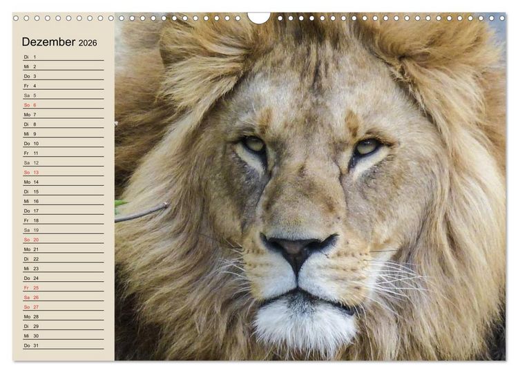Produktbild: L&ouml;wen. Majest&auml;tische Kraft (Wandkalender 2026 DIN A3 quer), CALVENDO Monatskalender