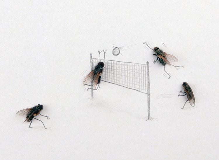 Produktbild: Das geheime Leben der Fliegen