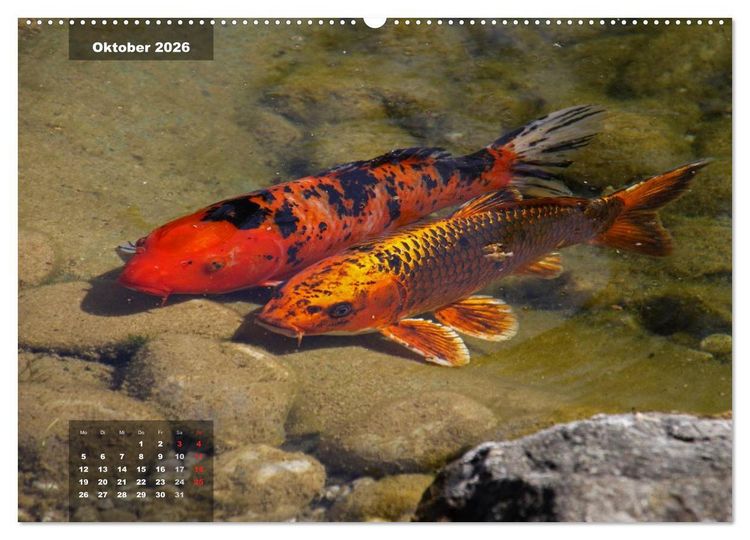 Produktbild: Gl&uuml;cksbringer (Wandkalender 2026 DIN A2 quer), CALVENDO Monatskalender