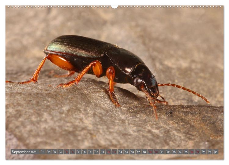 Produktbild: ABENTEUER K&Auml;FER (hochwertiger Premium Wandkalender 2026 DIN A2 quer), Kunstdruck in Hochglanz