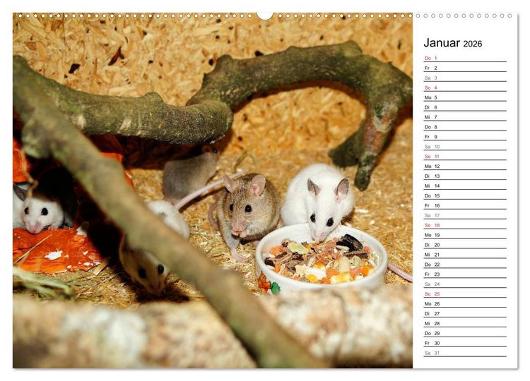 Produktbild: Mausebande (hochwertiger Premium Wandkalender 2026 DIN A2 quer), Kunstdruck in Hochglanz