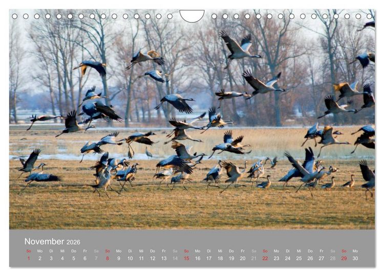 Produktbild: Kraniche in Vorpommern (Wandkalender 2026 DIN A4 quer), CALVENDO Monatskalender