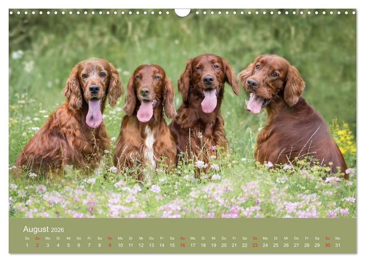 Produktbild: Setter - Geliebter Freund und Jagdkamerad (Wandkalender 2026 DIN A3 quer), CALVENDO Monatskalender