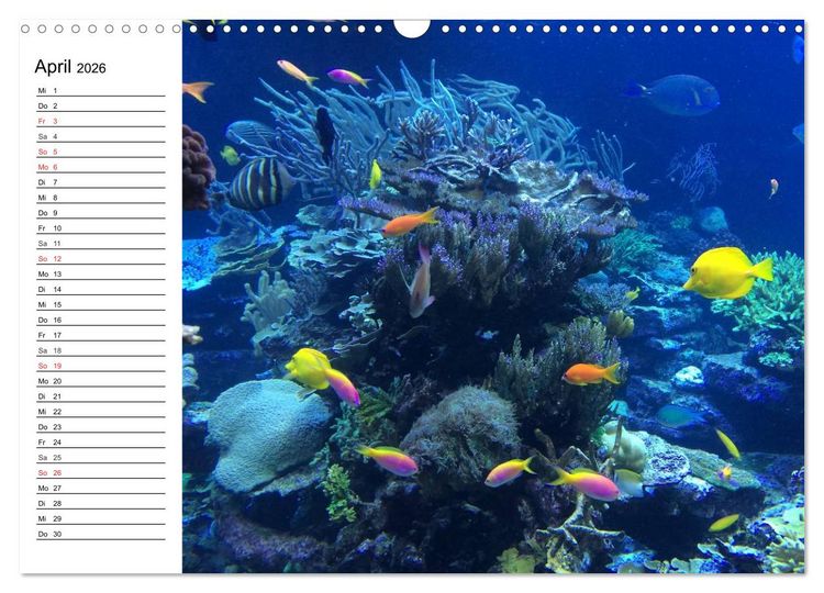 Produktbild: Tauchen - Abenteuer in Neptuns Wunderwelt (Wandkalender 2026 DIN A3 quer), CALVENDO Monatskalender