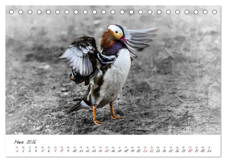 Produktbild: Abenteuer einer Mandarinente (Tischkalender 2026 DIN A5 quer), CALVENDO Monatskalender