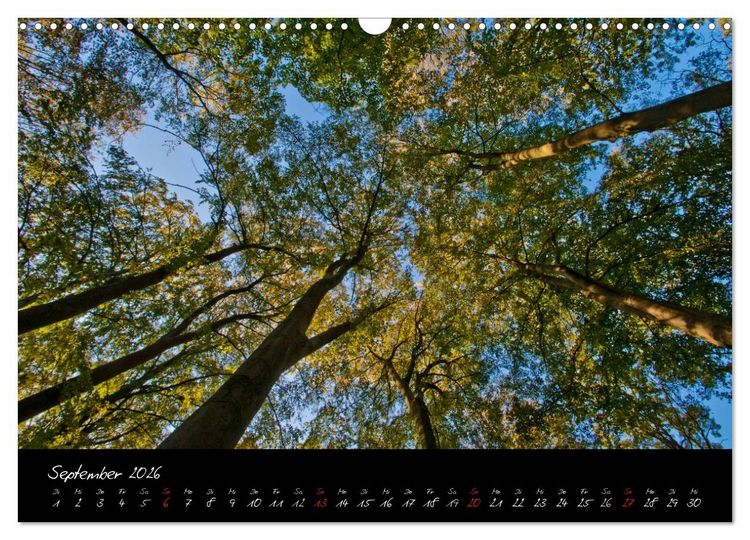Produktbild: Wald (Wandkalender 2026 DIN A3 quer), CALVENDO Monatskalender