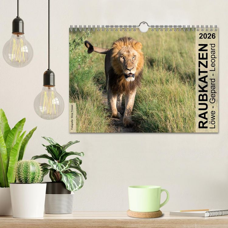 Produktbild: Raubkatzen - L&ouml;we, Gepard, Leopard (Wandkalender 2026 DIN A4 quer), CALVENDO Monatskalender