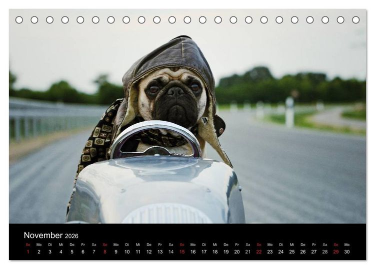 Produktbild: Der MOPS-Kalender (Tischkalender 2026 DIN A5 quer), CALVENDO Monatskalender