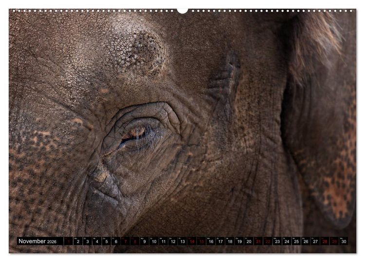 Produktbild: Wild Animals - Wilde Tiere (hochwertiger Premium Wandkalender 2026 DIN A2 quer), Kunstdruck in Hochglanz
