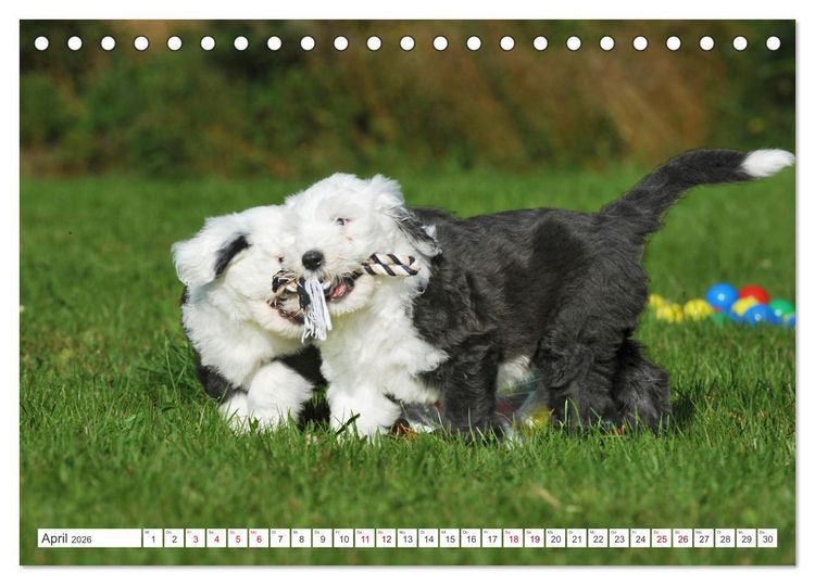Produktbild: In der Kinderstube bei Familie Bobtail (Tischkalender 2026 DIN A5 quer), CALVENDO Monatskalender