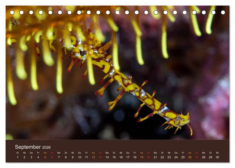 Produktbild: Meerestiere unter der Lupe - Unterwasserkalender (Tischkalender 2026 DIN A5 quer), CALVENDO Monatskalender