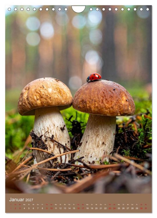 Produktbild: In die Pilze (Wandkalender 2027 DIN A4 hoch), CALVENDO Monatskalender