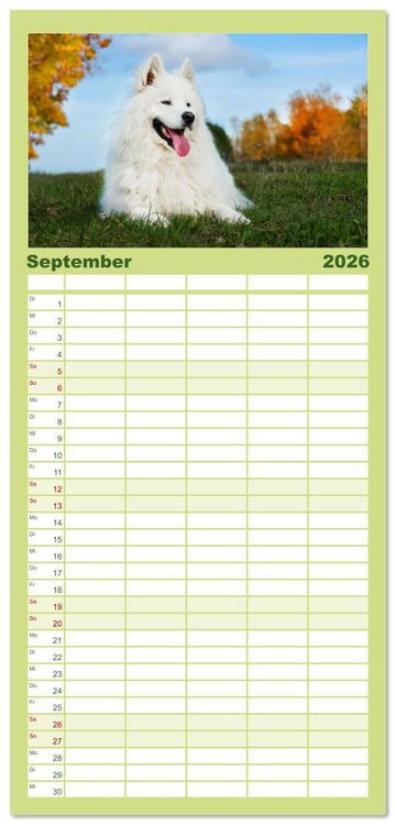 Produktbild: Familienplaner 2026 - Der Samojede - Sch&ouml;nheit des Nordens mit 5 Spalten (Wandkalender, 21 x 45 cm) CALVENDO