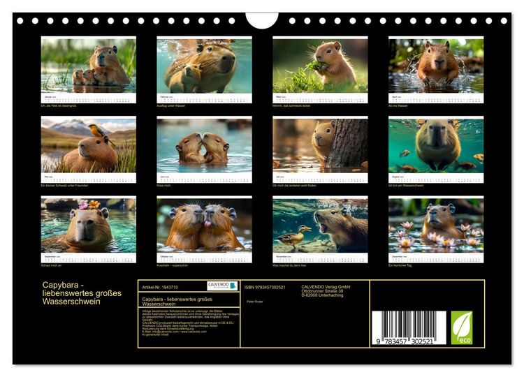 Produktbild: Capybara - liebenswertes gro&szlig;es Wasserschwein (Wandkalender 2026 DIN A4 quer), CALVENDO Monatskalender
