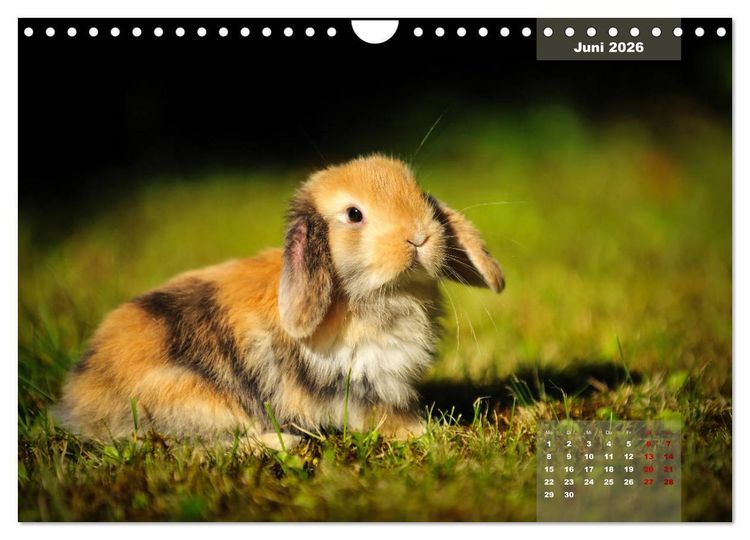 Produktbild: Kaninchen klein und putzig (Wandkalender 2026 DIN A4 quer), CALVENDO Monatskalender