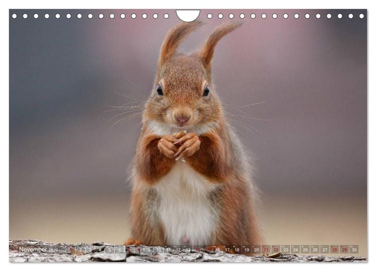 Produktbild: Eichh&ouml;rnchen in zauberhaften Posen (Wandkalender 2026 DIN A4 quer), CALVENDO Monatskalender