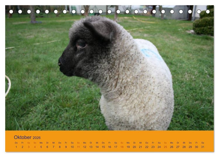 Produktbild: Shropshire Schafe (Tischkalender 2026 DIN A5 quer), CALVENDO Monatskalender