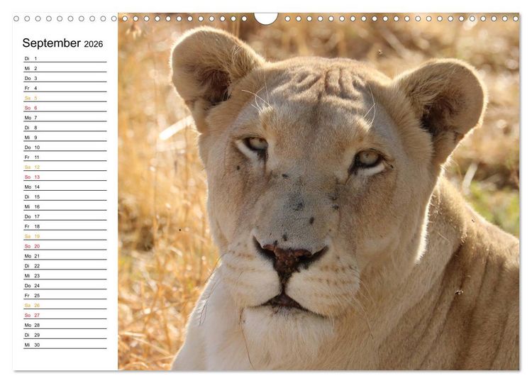 Produktbild: LION KING SELFIES L&ouml;wen hautnah (Wandkalender 2026 DIN A3 quer), CALVENDO Monatskalender