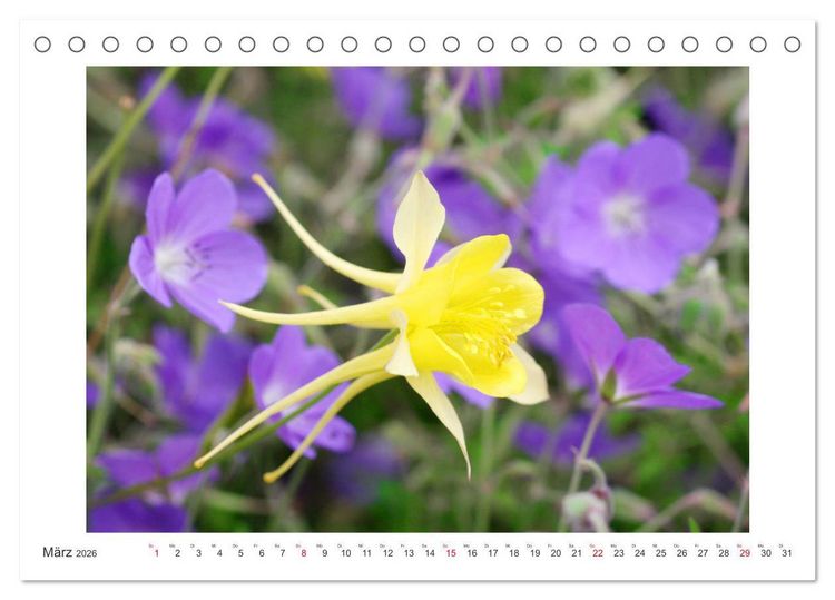Produktbild: Akeleien im Garten (Tischkalender 2026 DIN A5 quer), CALVENDO Monatskalender