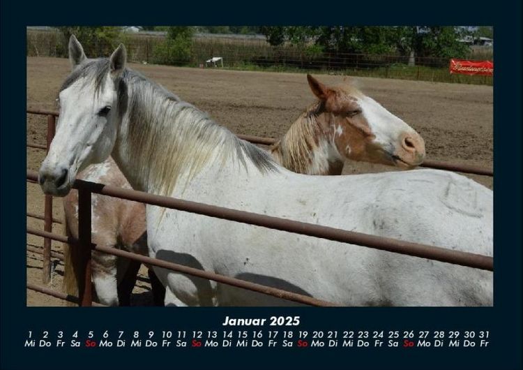 Produktbild: Pferde Kalender 2025 Fotokalender DIN A4