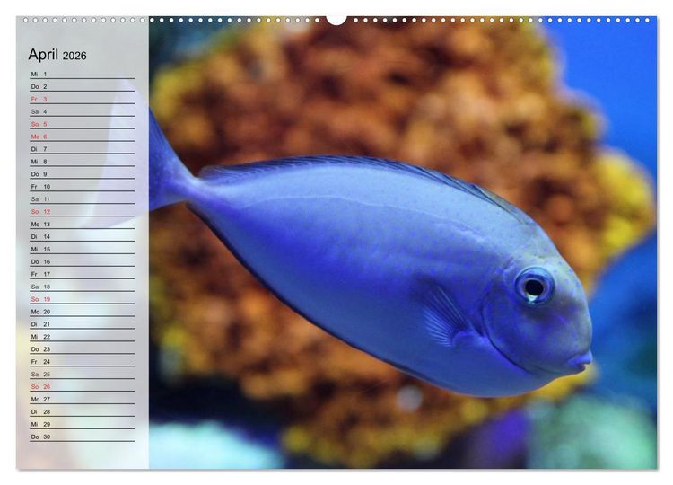 Produktbild: Paradiese im ewigen Blau. Die bunte Unterwasserwelt (Wandkalender 2026 DIN A2 quer), CALVENDO Monatskalender