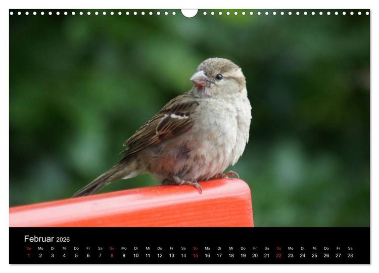 Produktbild: Freche Spatzen (Wandkalender 2026 DIN A3 quer), CALVENDO Monatskalender