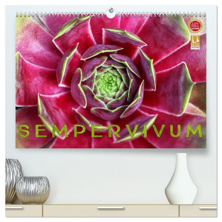 Produktbild: Sempervivum - Hauswurz (hochwertiger Premium Wandkalender 2026 DIN A2 quer), Kunstdruck in Hochglanz