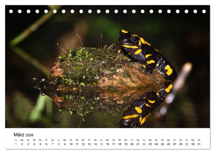Produktbild: Unsere heimische Tierwelt (Tischkalender 2026 DIN A5 quer), CALVENDO Monatskalender