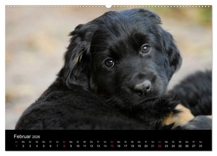 Produktbild: Welpen 2026 (Wandkalender 2026 DIN A2 quer), CALVENDO Monatskalender