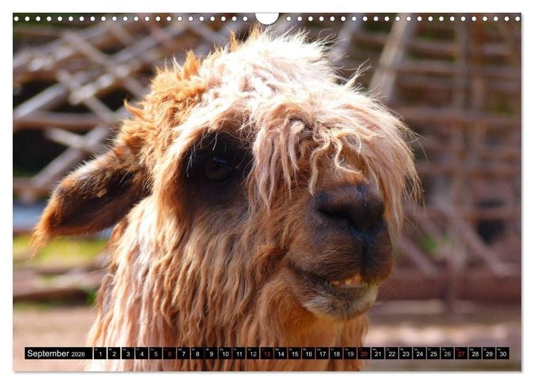 Produktbild: Alpakas und Lamas (Wandkalender 2026 DIN A3 quer), CALVENDO Monatskalender