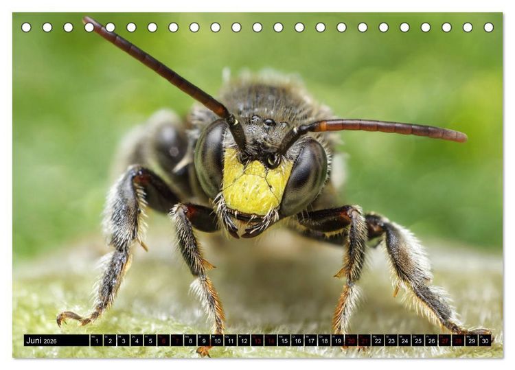 Produktbild: Faszination Makrofotografie: Wespen und Bienen (Tischkalender 2026 DIN A5 quer), CALVENDO Monatskalender