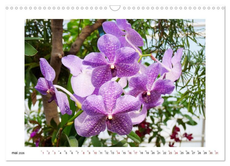 Produktbild: Mon r&ecirc;ve d'orchid&eacute;es (Calendrier mural 2026 DIN A3 vertical), CALVENDO calendrier mensuel