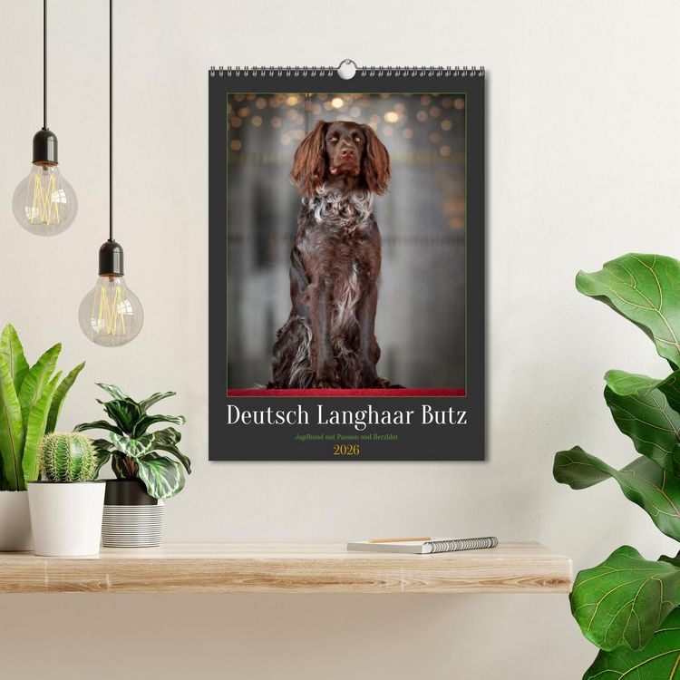 Produktbild: Deutsch Langhaar Butz - Jagdhund mit Passion und Herzblut (Wandkalender 2026 DIN A3 hoch), CALVENDO Monatskalender