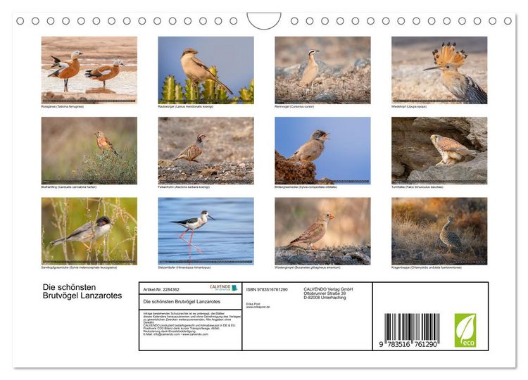 Produktbild: Die sch&ouml;nsten Brutv&ouml;gel Lanzarotes (Wandkalender 2027 DIN A4 quer), CALVENDO Monatskalender