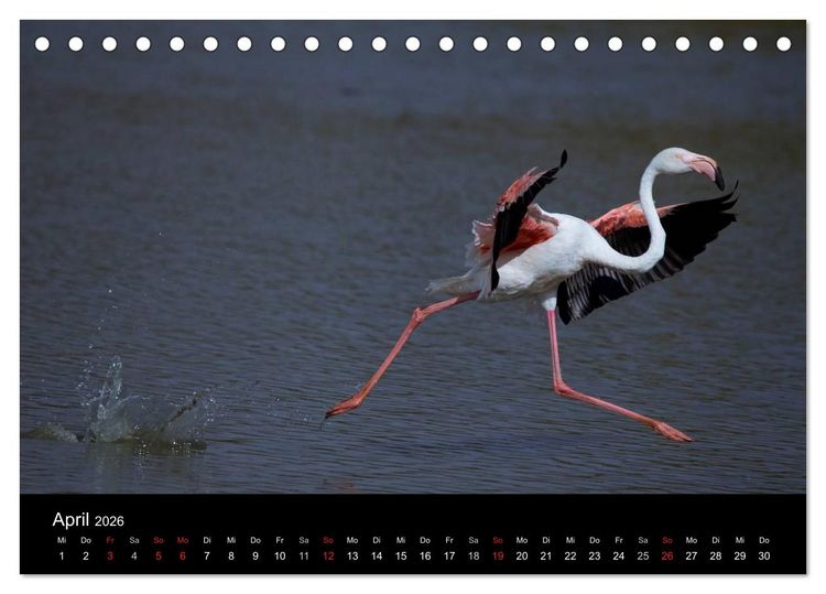 Produktbild: Flamingos der Camargue 2026 (Tischkalender 2026 DIN A5 quer), CALVENDO Monatskalender