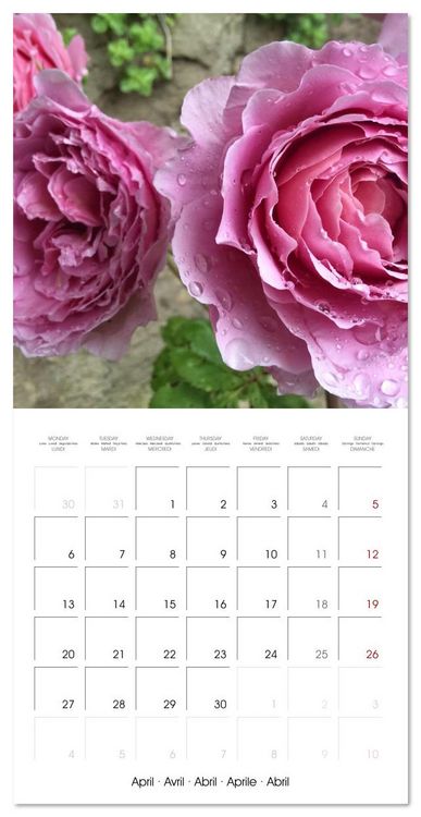 Produktbild: LE PARFUM ENVO&Ucirc;TANT DES ROSES (Calendrier mural carr&eacute; 2026 30x30 cm) Calendrier double avec une page pour vos prises de notes