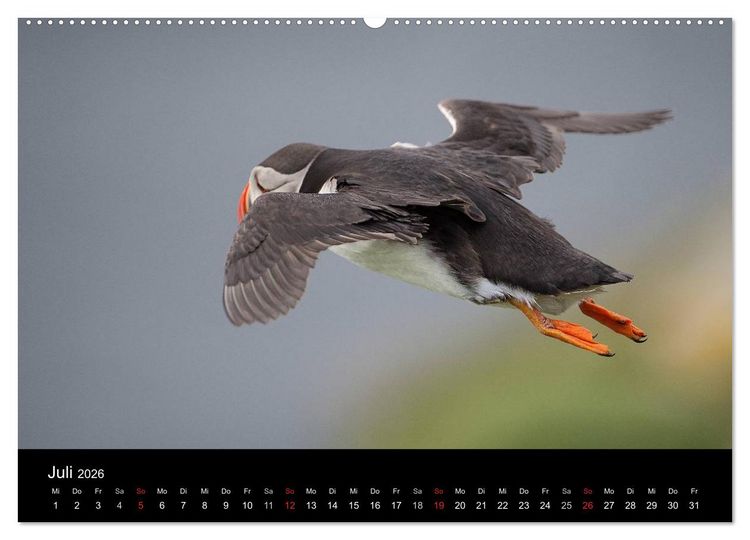 Produktbild: Papageientaucher 2026 (Wandkalender 2026 DIN A2 quer), CALVENDO Monatskalender