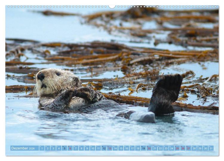 Produktbild: B&auml;r, Wolf und Co - Tiere Nordamerikas (hochwertiger Premium Wandkalender 2026 DIN A2 quer), Kunstdruck in Hochglanz