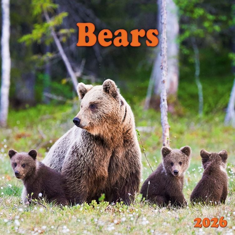 Produktbild: Bears 2026