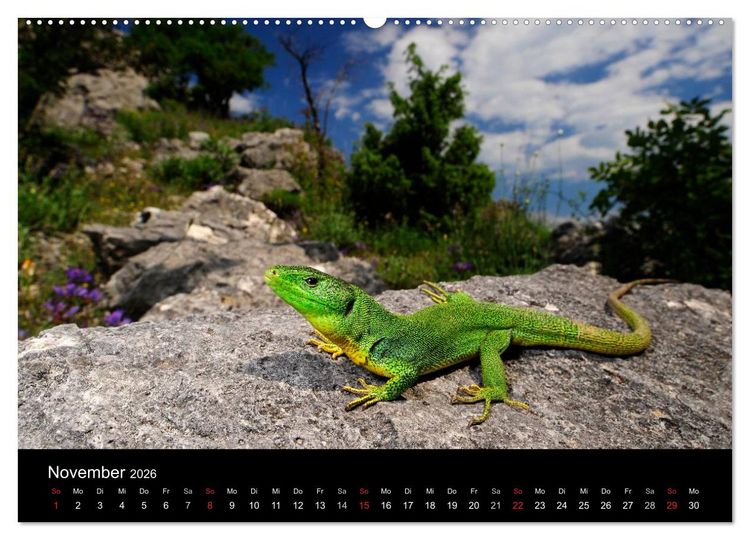 Produktbild: REPTILIEN (hochwertiger Premium Wandkalender 2026 DIN A2 quer), Kunstdruck in Hochglanz