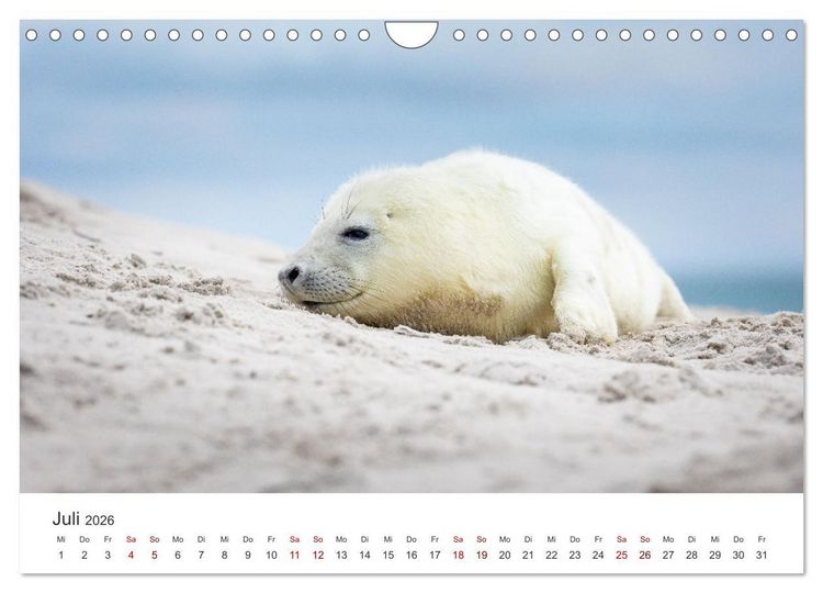 Produktbild: Junge Kegelrobben (Wandkalender 2026 DIN A4 quer), CALVENDO Monatskalender