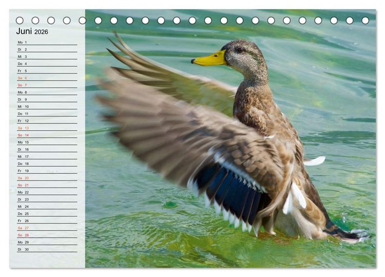 Produktbild: Caldonazzo See (Tischkalender 2026 DIN A5 quer), CALVENDO Monatskalender