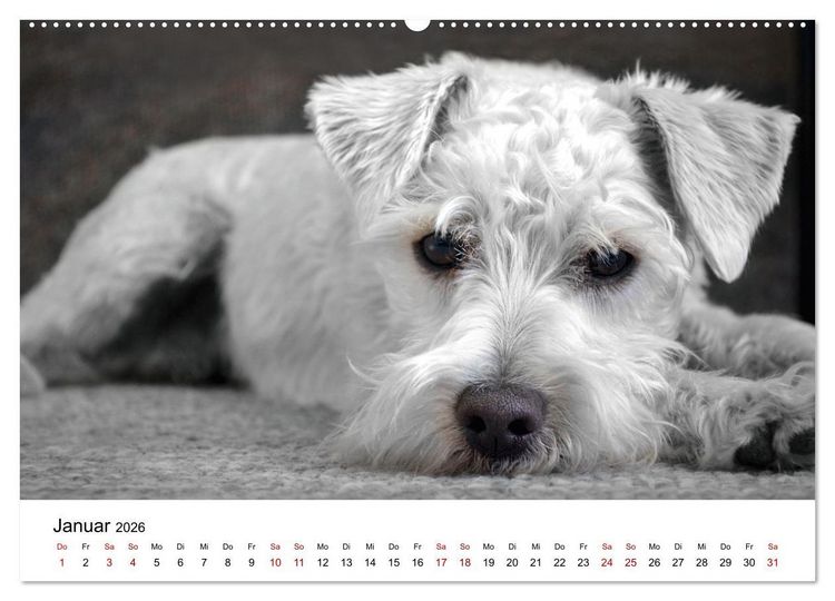 Produktbild: Total gechillte Hunde (Wandkalender 2026 DIN A2 quer), CALVENDO Monatskalender