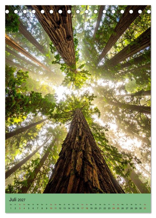 Produktbild: Sequoia Giganten (Tischkalender 2027 DIN A5 hoch), CALVENDO Monatskalender